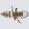 Baskets Ara, baskets à lacets tendance femme en cuir blanc et beige Baskets Ara, baskets à lacets tendance femme en cuir blanc et beige